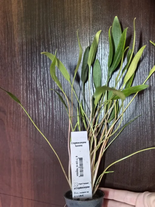 Cryptocoryne lucens