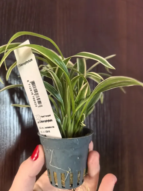 Chlorophytum
