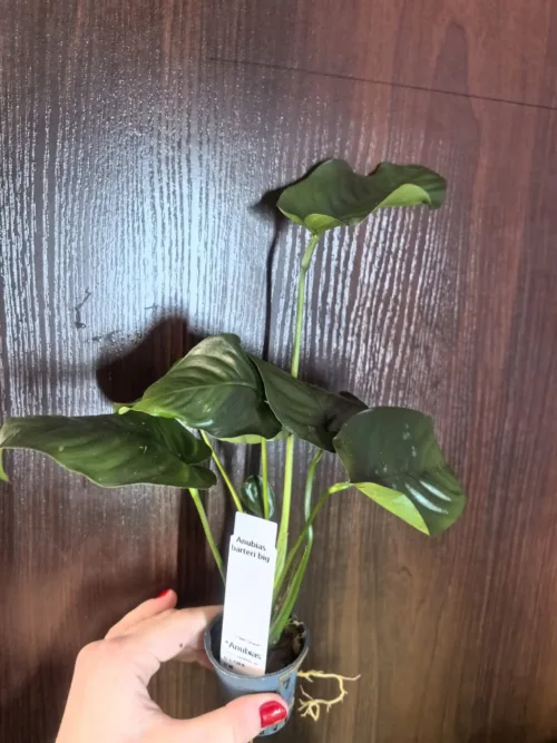 Anubias Barteri ‘Big'