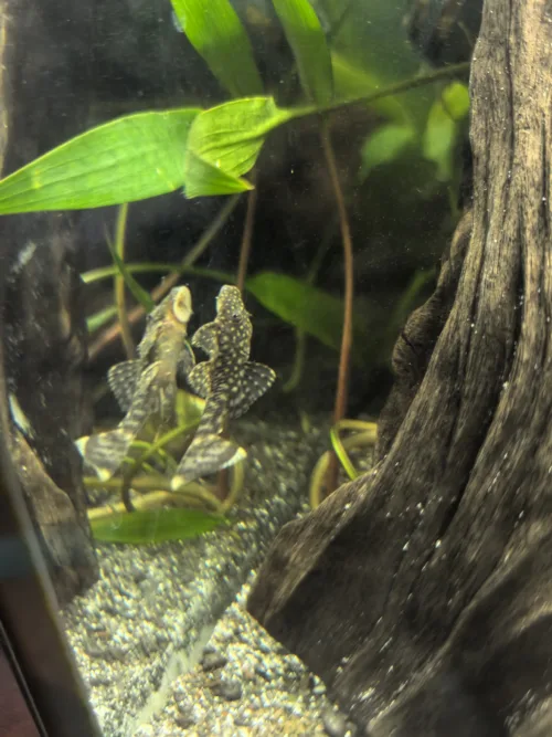 Glonojad- Zbrojnik pospolity