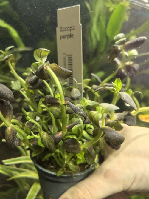 Bacopa purple