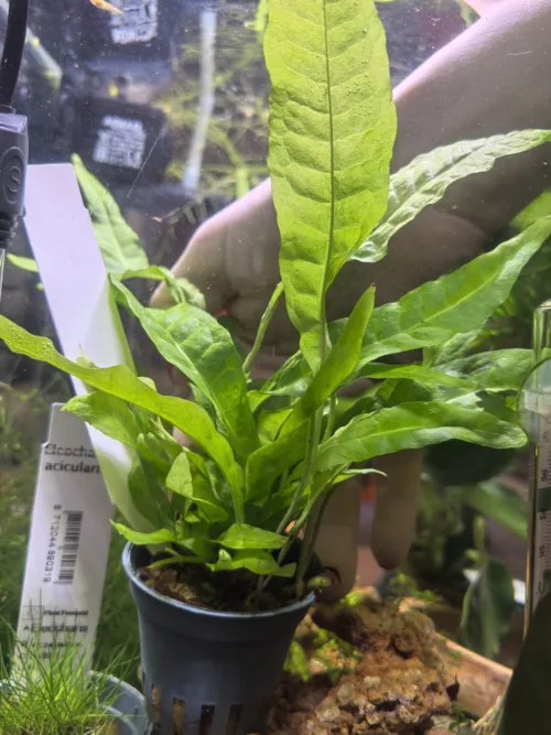 Microsorium pteropus latifolia