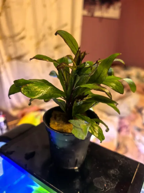 Ludwigia repens rubin