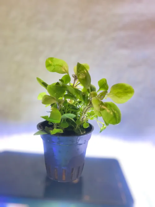 Lobelia cardinalis mini