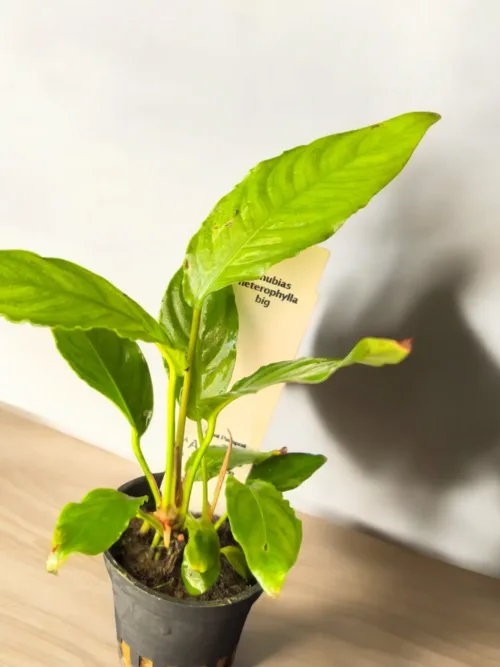 Anubias heterophylla Big
