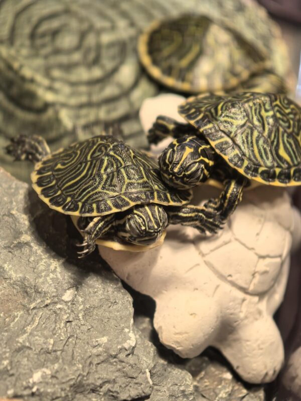 Żółw hieroglifowy