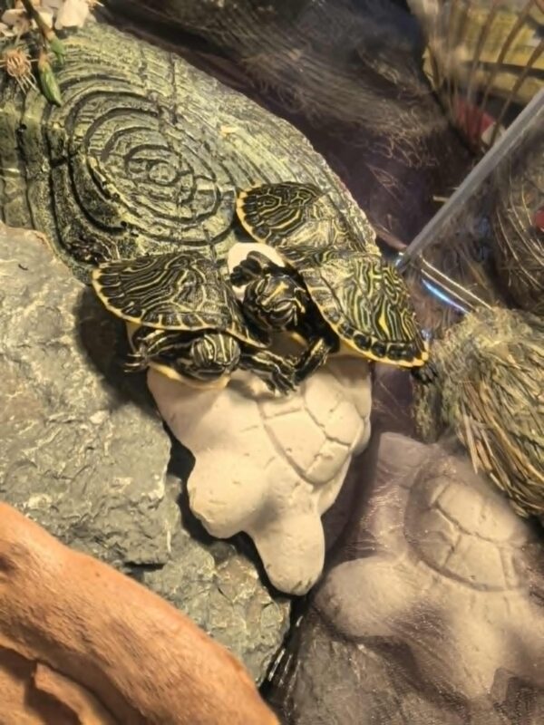 Żółw hieroglifowy