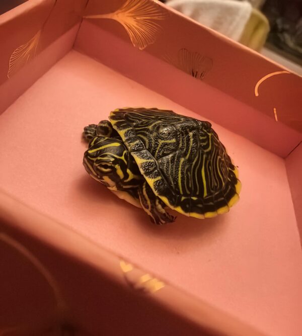 Żółw hieroglifowy