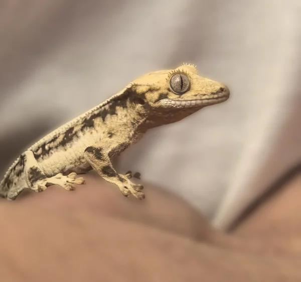 Gekon orzęsiony - samica